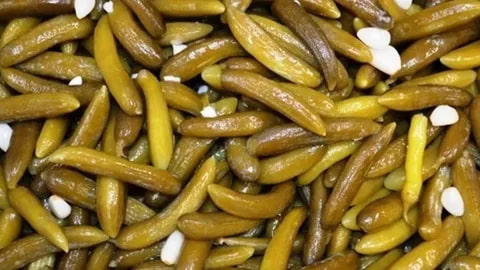 تصویر 1 از قیمت خرید خیارشور تخمیری  + فروش ویژه